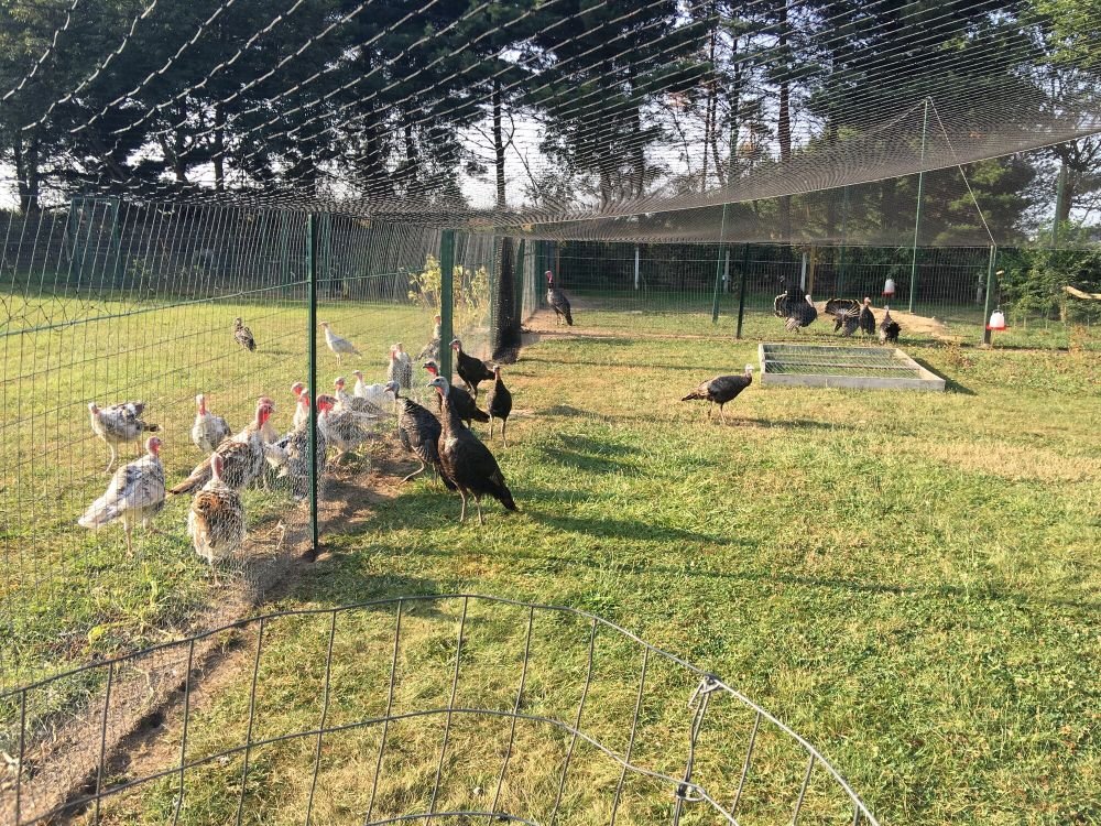 Bird Protection Nets